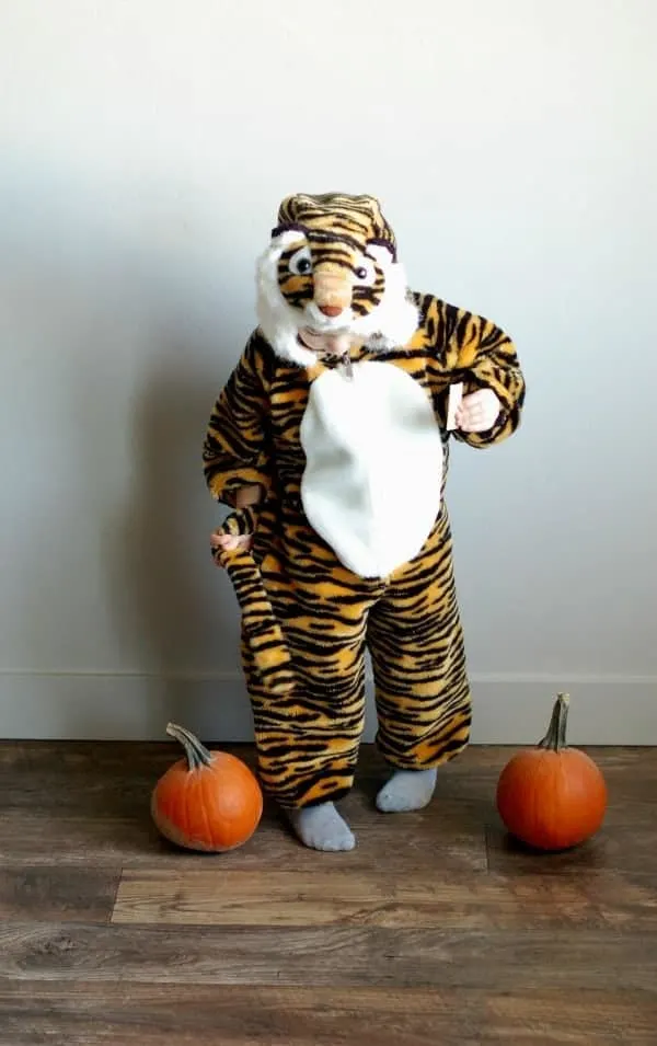 Little boy holds tail of tiger Halloween costume and stands next to two pumpkins.
