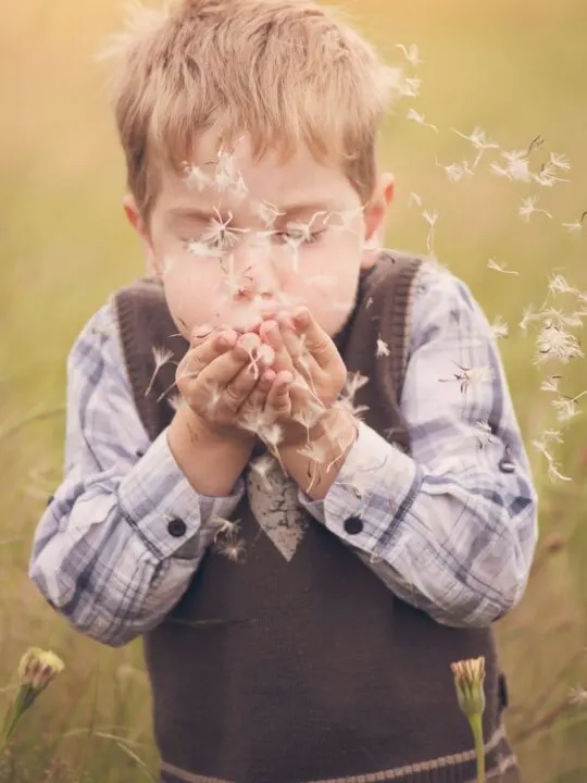 Little boy blows on dandelion flower.
