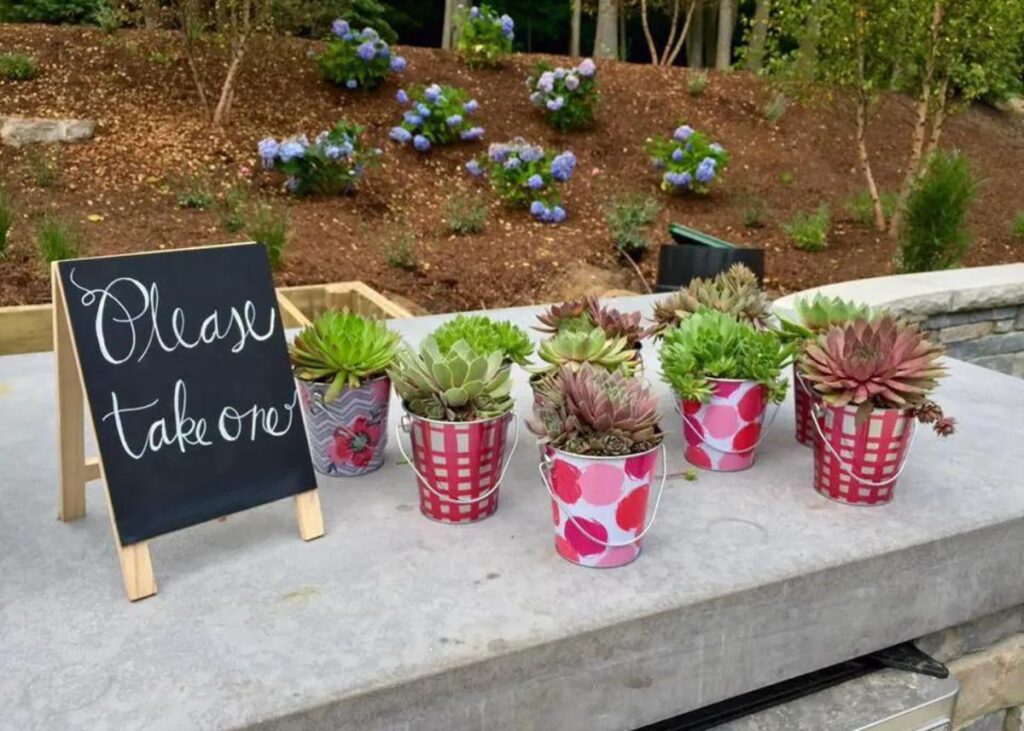 Several succulent plants in small pots outside next to a sign that says "Please Take One".