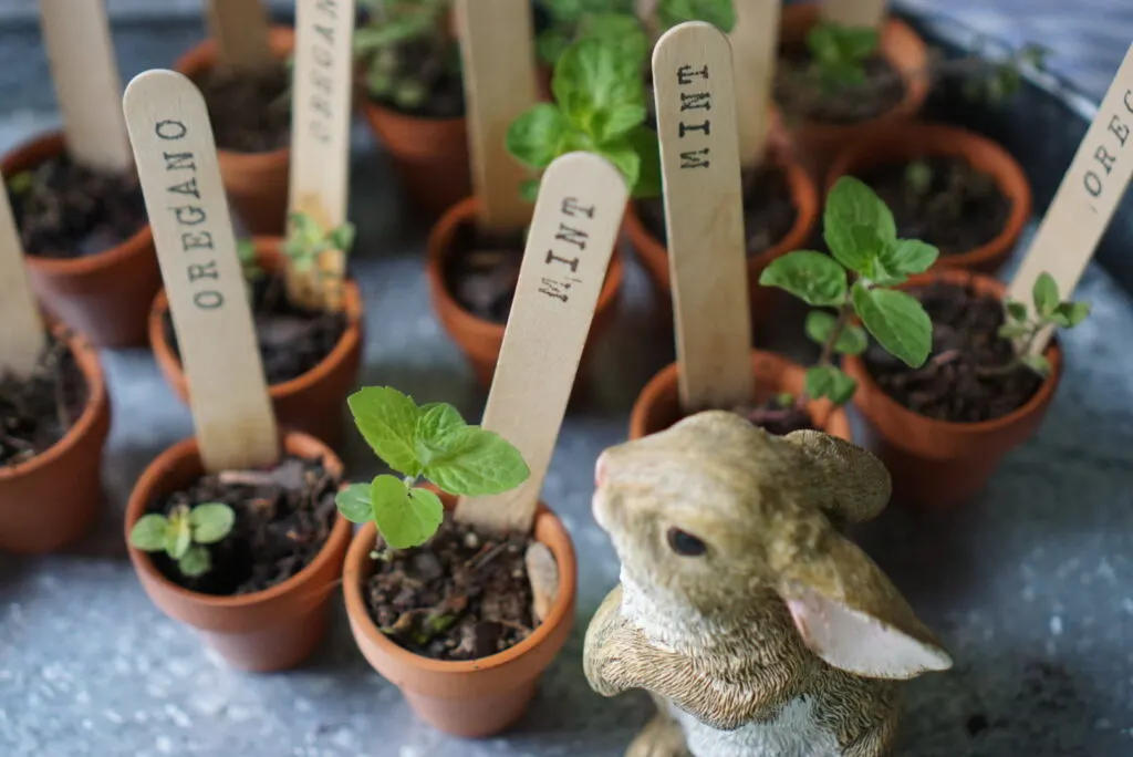 Close up of herbs in mini flower pots with a bunny figurine. 